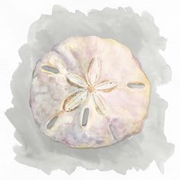 Shells on Grey IV Fine Art Print