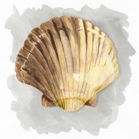 Shells on Grey V Framed Print