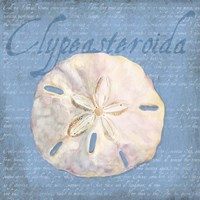 Oceanum Shells Blue IV Fine Art Print