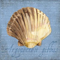 Oceanum Shells Blue V Framed Print