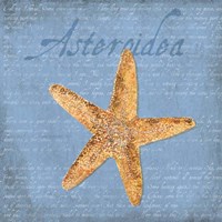 Oceanum Shells Blue VI Framed Print