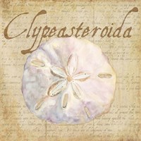 Oceanum Shells Beige IV Framed Print