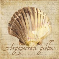 Oceanum Shells Beige V Fine Art Print