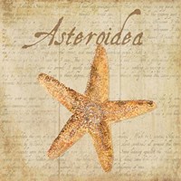 Oceanum Shells Beige VI Fine Art Print