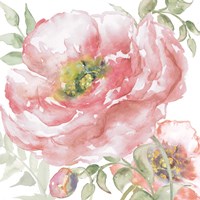 Poppy Romance I Framed Print