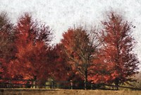 Fall Reds Fine Art Print