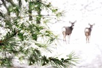 Winter's Dream Fine Art Print