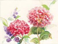 Watercolor Hydrangea Fine Art Print