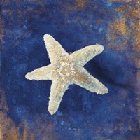 Treasures from the Sea Indigo IV Framed Print