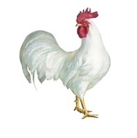 Noble Rooster I on White Framed Print