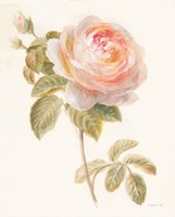 Garden Rose Fine Art Print