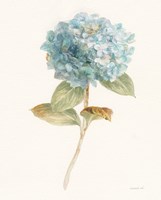 Garden Hydrangea Fine Art Print