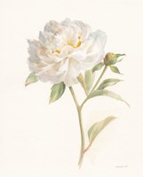 Garden Peony Fine Art Print