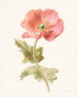 Garden Poppy Fine Art Print