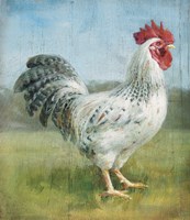 Noble Rooster IV v.2 Vintage No Border Fine Art Print