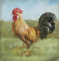Noble Rooster II Vintage No Border Fine Art Print