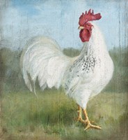 Noble Rooster I Vintage No Border Fine Art Print
