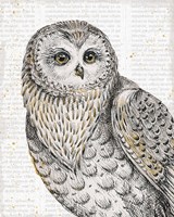 Beautiful Owls IV Fine Art Print