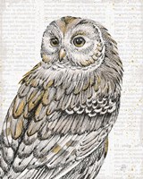 Beautiful Owls III Fine Art Print