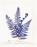 Botanical Fern IV Blue Light Fine Art Print
