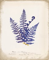 Botanical Fern IV Blue Fine Art Print