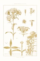 Golden Phlox on White Framed Print