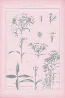 Rose Quartz Phlox Fine Art Print