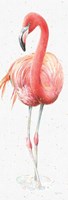 Gracefully Pink VI Fine Art Print