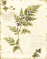 Ivies and Ferns III no Dragonfly Fine Art Print