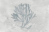 Water Coral III Fine Art Print