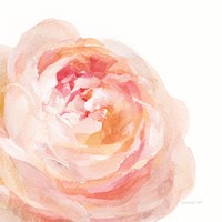 Garden Rose on White Crop Fine Art Print