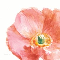 Garden Poppy Flipped on White Crop Fine Art Print