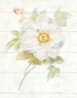 June Blooms III Fine Art Print