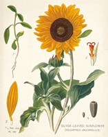 Sunflower Chart on Ivory Fine Art Print