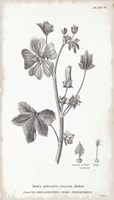 Conversations on Botany VII Fine Art Print