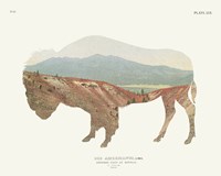 American Southwest Buffalo Framed Print