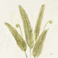 Forest Ferns II v2 Fine Art Print