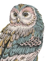 Beautiful Owls I Pastel Framed Print