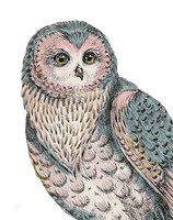 Beautiful Owls IV Pastel Framed Print