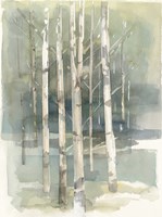 Birch Grove I Fine Art Print