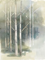 Birch Grove II Fine Art Print