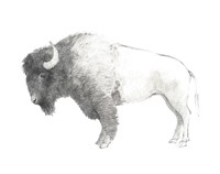 Bison Dark Fine Art Print