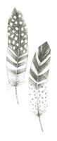 Feather Sketches VIII Fine Art Print