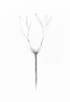 Pencil Floral X Fine Art Print