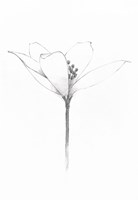 Pencil Floral XI Fine Art Print