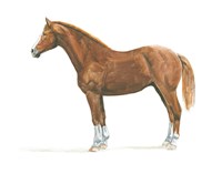 Natural Charm II Fine Art Print