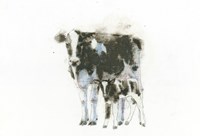 Cow and Calf Light Fine Art Print