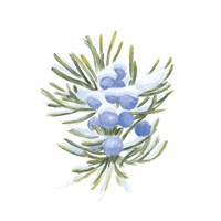 Into the Woods Juniper Fine Art Print