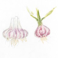 Garden Delight IX Fine Art Print