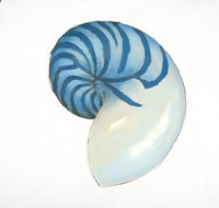 Navy Nautilus Shell Fine Art Print